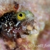 blenny_secretary_dome_nwp_h_0015_tci1960.jpg